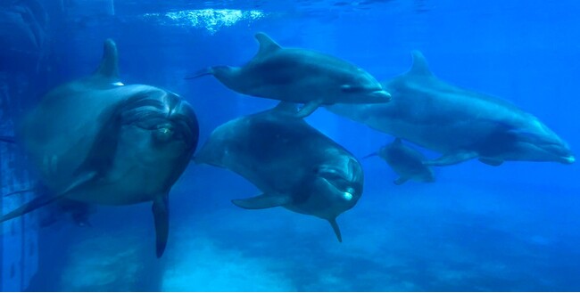 【横浜・八景島シーパラダイス】シーパラ初！バンドウイルカの赤ちゃん3頭が同じプールで泳ぐ貴重な姿が見られるのは今だけ！今夏バンドウイルカ3頭目誕生！