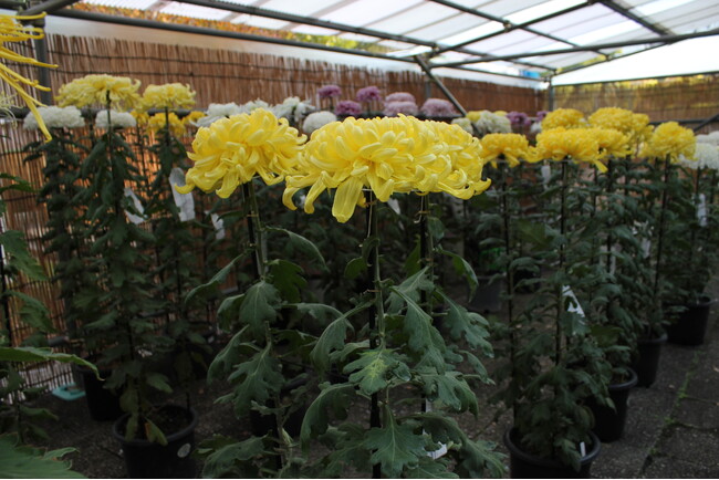 「第99回東京都観光菊花大会」開催のお知らせ