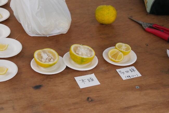 【石川県能美市】「五感で堪能！国造ゆずめぐり」農家さんと交流＆収穫体験・郷土料理や香りのワークショップの体験ができるイベント！in石川県能美市【11/9（土）10（日）】予約開始！