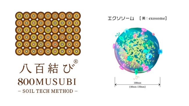 先進医療機関で24.8億個（1mlあたり）のエクソソームが「八百結びの培養水(R)」から検出