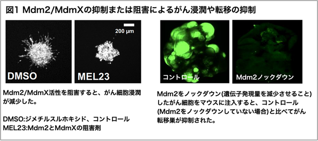 がんの転移を調節するタンパク質Mdm2と新たな仕組みを発見～がんの新たな治療薬の開発につながる可能性～