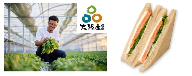生で食べないと後悔するうまさ！春菊生産量全国1位！大阪産「泉州きくな」 生で味わうサンドイッチ誕生