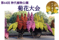 第64回神代植物公園「菊花大会」10月26日(土)～11月17日(日)開催