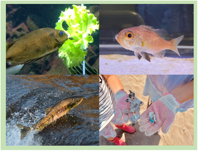 【上越市立水族博物館 うみがたり】「うみがたりのサステナビリティアクション」新潟県立海洋高等学校とのコラボ企画や「おかえりサーモン2024」を開催！