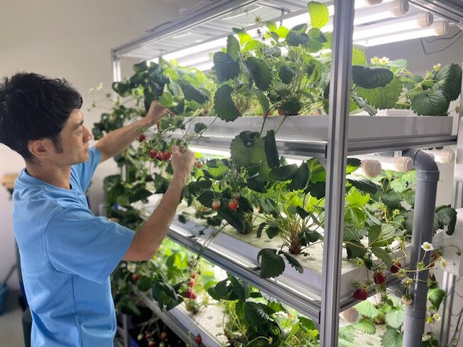 アクポニとアグリ王、「1.5倍甘いイチゴ」を周年栽培できるイチゴ特化型アクアポニックス栽培システムの販売を開始