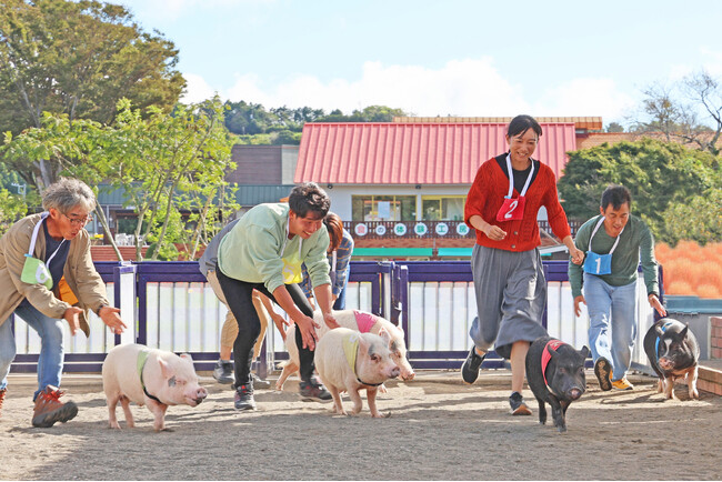 【スポーツの秋】マザー牧場の“大人限定”のイベント！「大人のためのこぶたのレース」が10月1日より平日限定で開催決定！