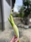 まこもだけ まこもだけ