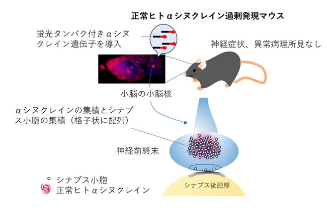 シナプス前終末におけるシナプス小胞プール形成へのα-シヌクレインの役割が明らかに