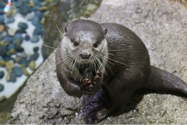 【マクセル アクアパーク品川】「ワイルドライブビューイング～獺(かわうそ)の祭り～」を開催します。【２０２４年１０月５日（土）～１１月１７日（日）】