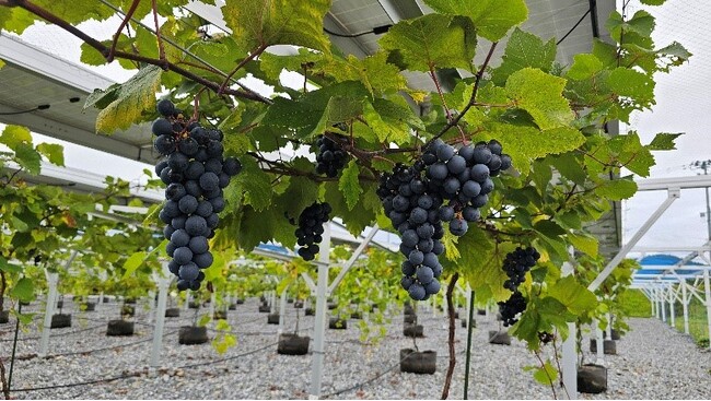 「陸前高田ワタミオーガニックランド」でぶどう収穫実施！来年3月にはオーガニックランド産ぶどう使用のワインが初出荷！