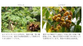 図1 新規育毛植物素材 マロニエおよびムクロジについて 図1 新規育毛植物素材 マロニエおよびムクロジについて