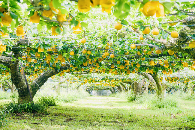 “生産者の顔が見え、中身の見える”安心安全なジュースブランド　Why Juice?は、千葉県で200年受け継がれる梨農園の、行き場のない規格外梨を活用した季節限定の「梨ジュース」を発売します。