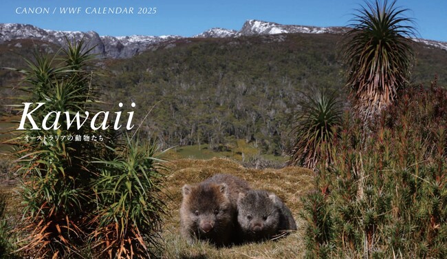 「キヤノン/WWF岩合光昭カレンダー2025 Kawaii～オーストラリアの動物たち～」を発売