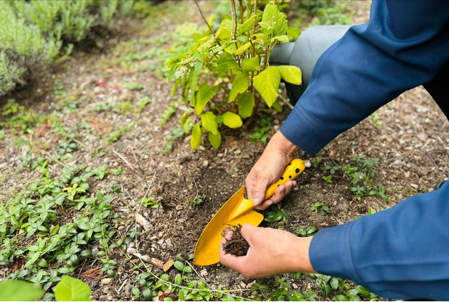 ホテル朝食ブッフェで発生する廃棄食材を堆肥化し花壇の植物を育てます