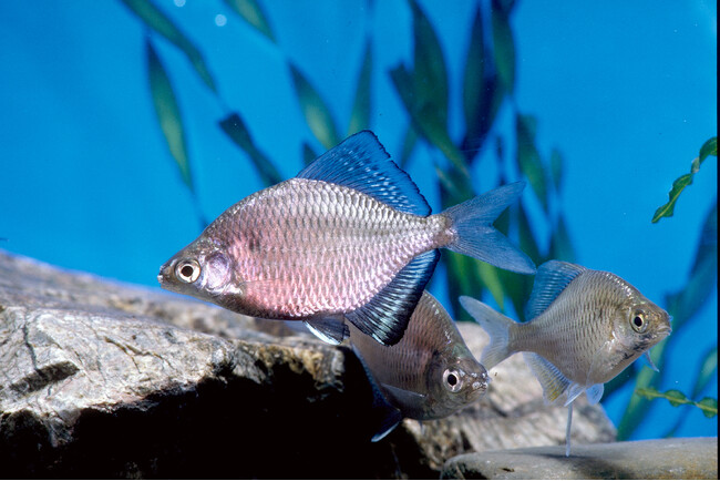 滋賀県立琵琶湖博物館と（地独）大阪府立環境農林水産総合研究所との連携協定締結に際して連携協定締結式および連携展示を開催します