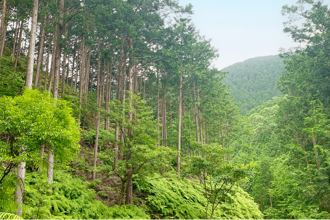 速水林業とバイウィルが、森林クレジットの創出に向けて契約を締結