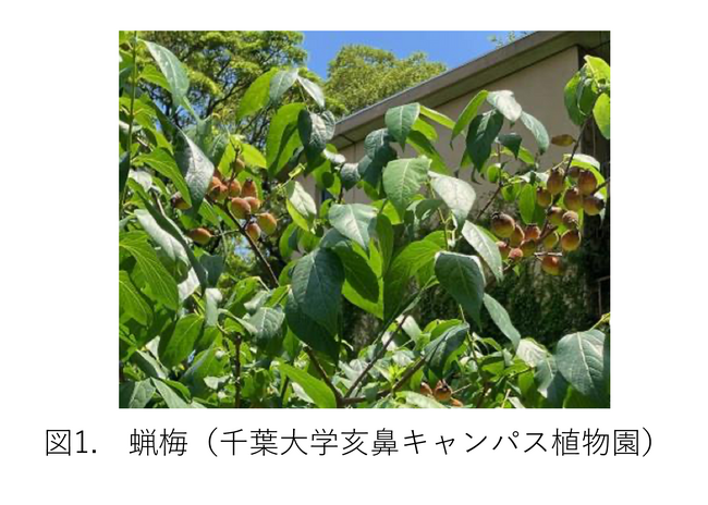 蝋梅（ロウバイ）の種子から新しい作用機構をもつ不斉有機触媒を発見―千葉大学天然物ライブラリーの活用と化学的応用―