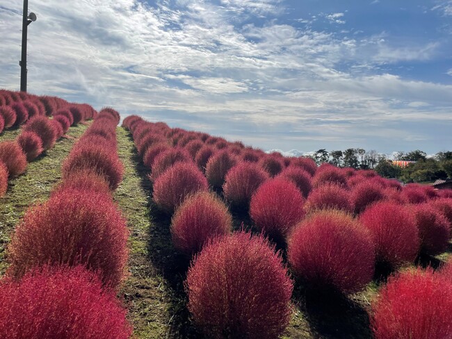秋到来!びわこ箱館山の紅葉コキアが見頃!