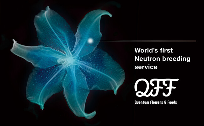 中性子線育種を展開するクォンタムフラワーズ&フーズ（QFF）、総額3億円を資金調達。