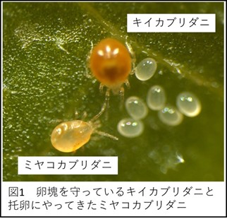 卵は見えぬけれども匂うんだよ―卵の匂いを手がかりにしたダニの托卵―