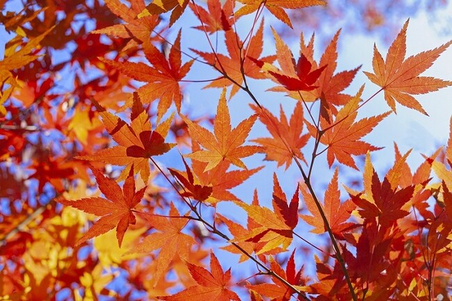 短い秋を満喫しよう！紅葉について大調査！【1000人アンケート】