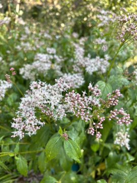咲き始めた展示中のフジバカマ 咲き始めた展示中のフジバカマ