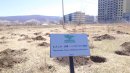 モンゴルザクラ100本の植樹 モンゴルザクラ100本の植樹