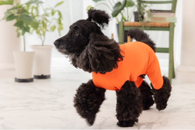 水を弾くニット！犬用はっ水ウェア、10月11日(金)より販売開始