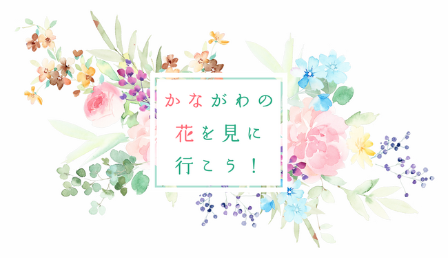県内の魅力的な花スポットを紹介するウェブページ「かながわの花を見に行こう！」を開設します！