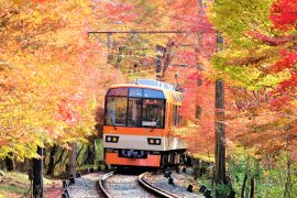「もみじのトンネル」を走行する展望列車「きらら」 「もみじのトンネル」を走行する展望列車「きらら」