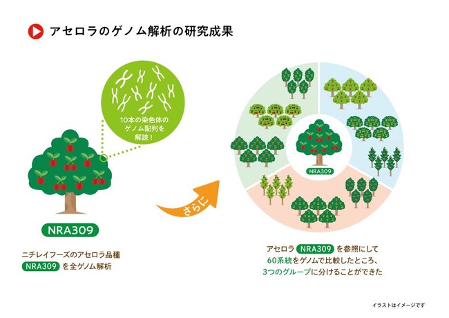 アセロラの研究促進に期待～最新ロングリード技術によるアセロラ全ゲノム解読～