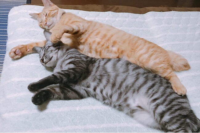 動物専門SNSで愛猫の可愛さを伝えよう！！「#Tierで猫自慢グランプリ」を開催