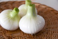 日本で最も早く出荷される幻の白玉ねぎ「プレミアムホワイト」を浜名湖産直マーケットにて10月16日(水)より予約開始！