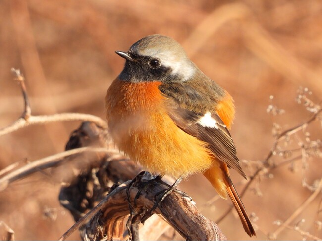 バードウォッチングウィーク！（11月1日～7日）季節の鳥をeBirdに投稿しよう