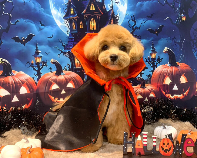 ワンちゃんもハロウィンを楽しもう！　大阪梅田ペットクリニックと愛犬のための複合施設「しっぽのおうち」がワンちゃんと飼い主さま向けハロウィンイベントを開催