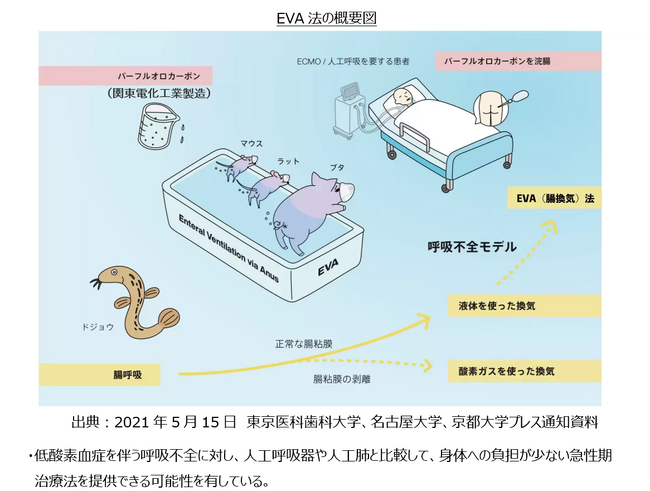 腸換気技術を用いた新たな呼吸管理法の開発への協力