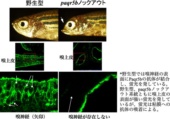 プロゲステロン膜受容体（γタイプ）は魚類嗅神経の形成に必須であることを解明しました