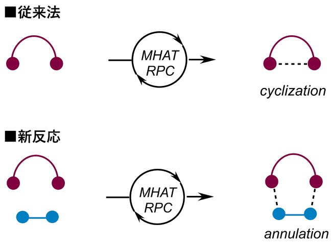 【武蔵野大学×北海道大学】コバルト触媒を用いて多様な低分子骨格の構築を実現
