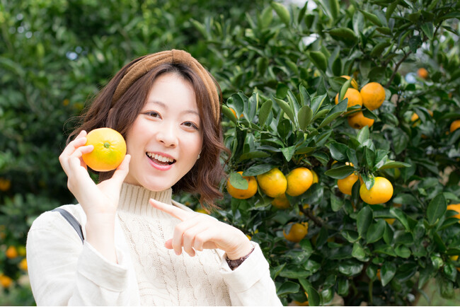 静岡県伊東市で温州みかんが食べ放題！「温州みかん狩り」を１月末まで開催中！
