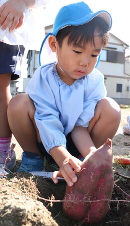 食欲の秋 高槻市の園児がサツマイモ掘り体験