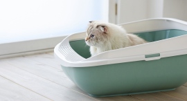 OFTSTOREのロングセラー、MP社製の猫トイレ3種類が一斉に新色追加!選べる楽しさがさらに広がる OFTSTOREのロングセラー、MP社製の猫トイレ3種類が一斉に新色追加!選べる楽しさがさらに広がる