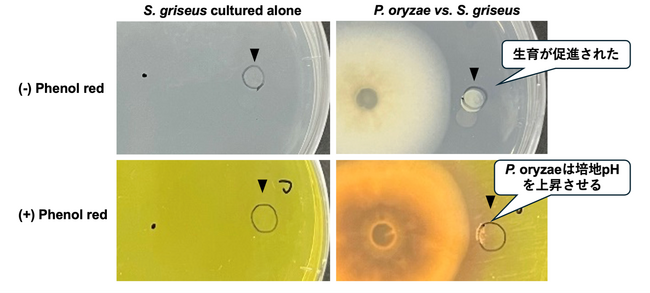 イネいもち病菌はポリアミンの産生を通じて放線菌の増殖を促進する ～生物間相互作用を利用した新たな防除法開発に期待～