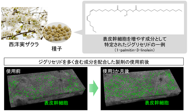 植物エキスに含まれる肌の幹細胞を増やす成分として「ジグリセリド」を特定