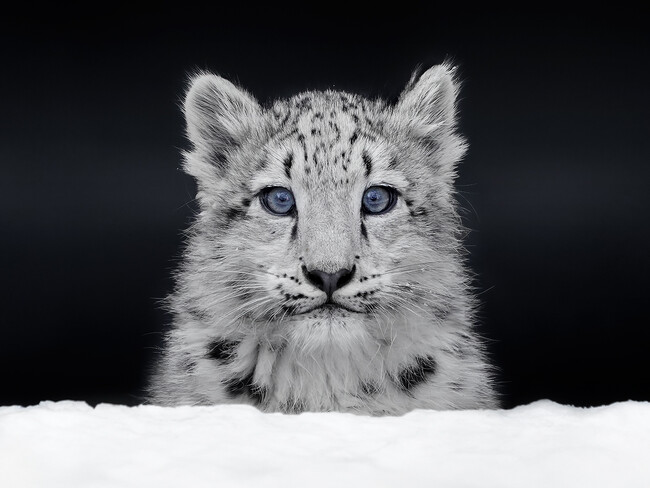 10月23日は「世界ユキヒョウの日」 ネコ科猛獣のかわいすぎる写真集『ほぼねこ』がキャンペーンを実施中