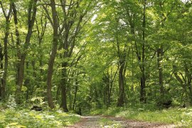 アファンの森北エリア入り口 アファンの森北エリア入り口