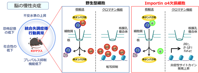 脳内炎症と統合失調症とをつなぐ新たな分子を発見
