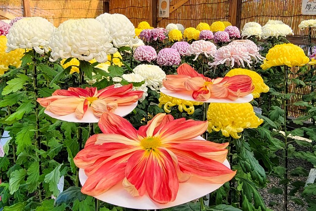 横浜・三溪園　県内トップクラスの技術師が集う「菊花展」を開催（10/26～11/24）