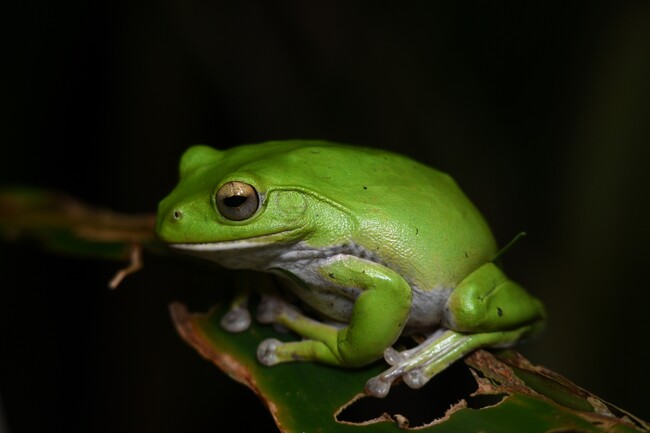 【星野リゾート　西表島ホテル】八重山固有種のカエルの鳴き声を鑑賞しながら、島の生態系保全について学ぶ「ヤエヤマアオガエル鑑賞ナイトツアー」今年も開催｜2024年11月15日～2025年2月28日