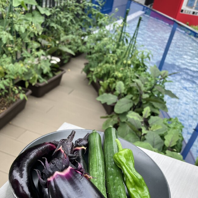 人も地球も健康に!医療複合施設の中の小さな循環型地産地消