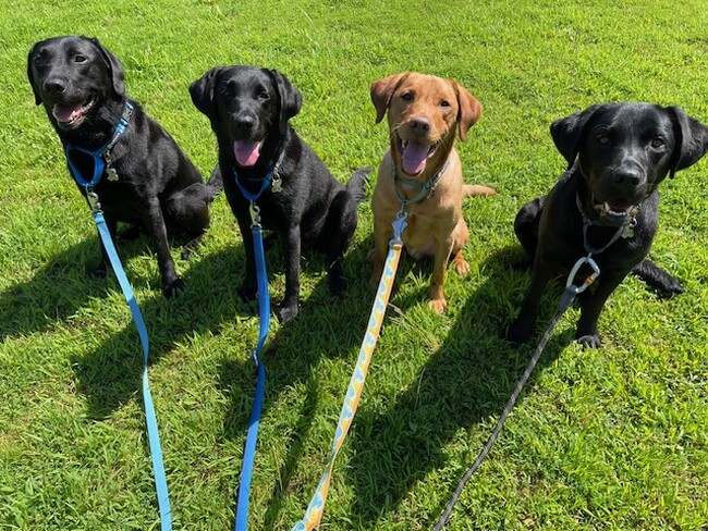 日本介助犬協会への支援としてRUFFWEAR JAPAN（ラフウェアジャパン）がオフィシャルドッグギアサポーターに